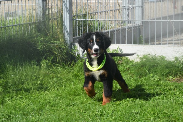 Berner sennenhond (teef) 96684