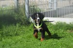 Berner sennenhond (teef) 96684