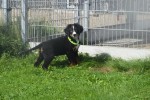 Berner sennenhond (teef) 96684