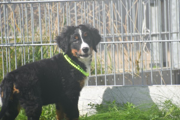 Berner sennenhond (teef) 96684