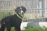 Berner sennenhond (teef) 96684