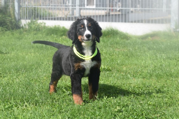 Berner sennenhond (teef) 96684