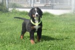 Berner sennenhond (teef) 96684