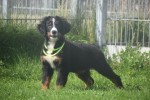 Berner sennenhond (teef) 96684