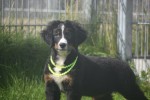 Berner sennenhond (teef) 96684