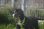 Berner sennenhond (teef) 96684