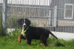Berner sennenhond (teef) 96684