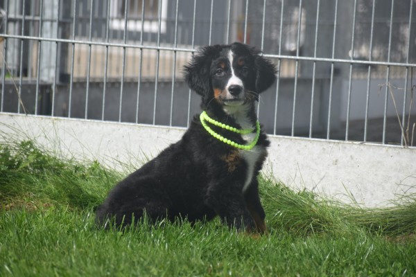 Berner sennenhond (teef) 96684