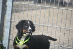 Berner sennenhond (teef) 96684