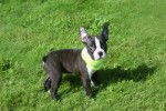 Boston Terrier (reu) 75874