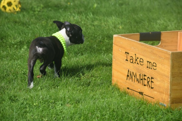 Boston Terrier (reu) 75874