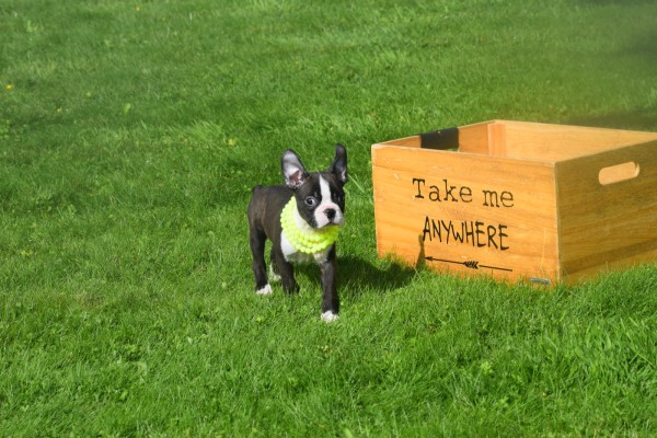 Boston Terrier (reu) 75874