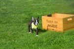Boston Terrier (reu) 75874
