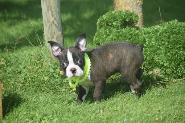 Boston Terrier (reu) 75874