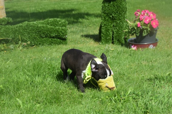 Boston Terrier (reu) 75874