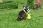 Boston Terrier (reu) 75874