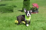 Boston Terrier (reu) 75874