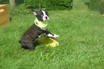 Boston Terrier (reu) 75874