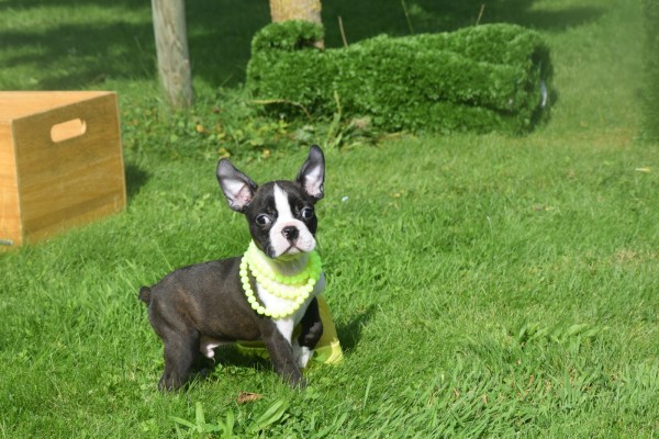 Boston Terrier (reu) 75874