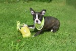Boston Terrier (reu) 75874