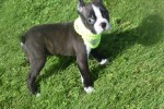 Boston Terrier (reu) 75874