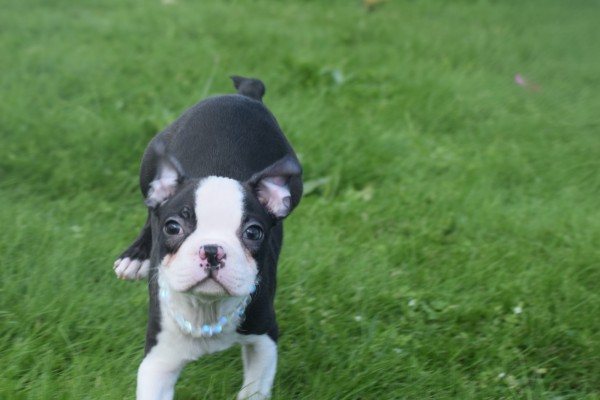 Boston Terrier (reu) 75850