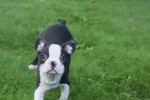 Boston Terrier (reu) 75850