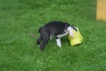 Boston Terrier (reu) 75850
