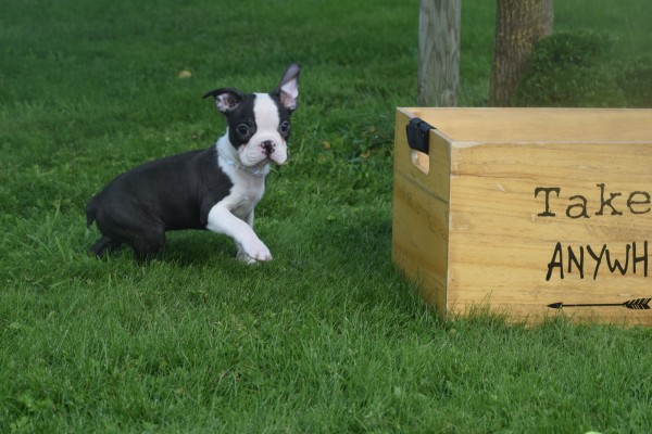Boston Terrier (reu) 75850