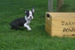 Boston Terrier (reu) 75850