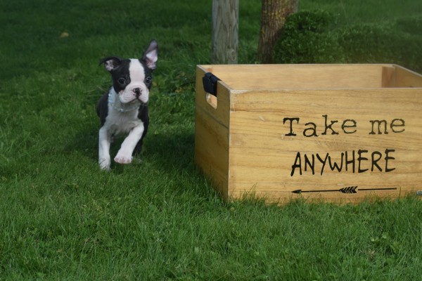 Boston Terrier (reu) 75850