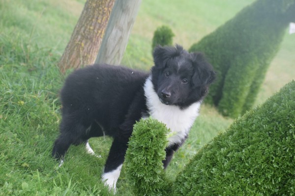 Sheltie (reu) 75542