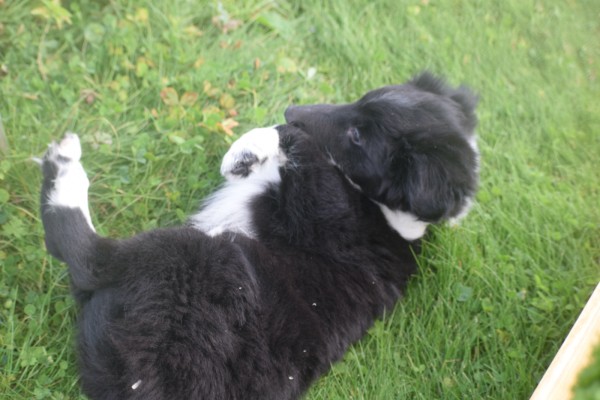 Sheltie (reu) 75542