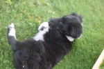 Sheltie (reu) 75542