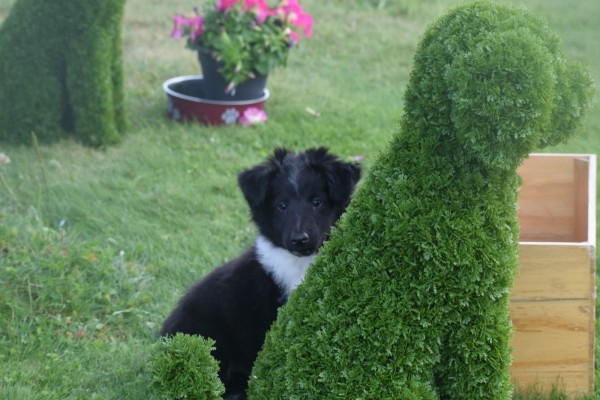 Sheltie (reu) 75542