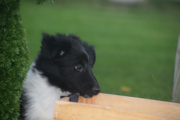 Sheltie (reu) 75542