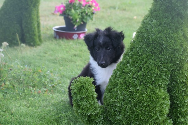 Sheltie (reu) 75542