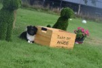Sheltie (reu) 75542