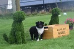 Sheltie (reu) 75542