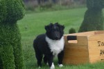 Sheltie (reu) 75542