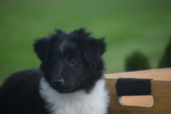 Sheltie (reu) 75542