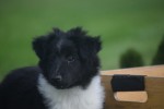 Sheltie (reu) 75542