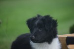 Sheltie (reu) 75542