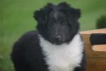 Sheltie (reu) 75542
