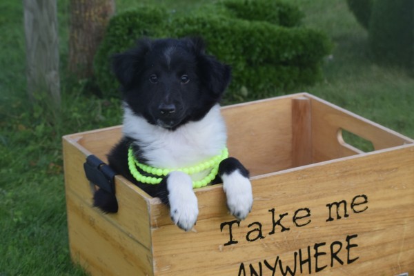 Sheltie (reu) 75542