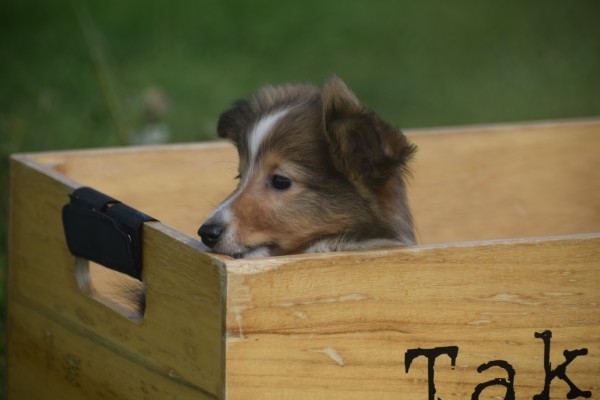 Sheltie (teef) 75547