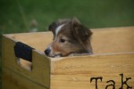 Sheltie (teef) 75547