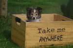 Sheltie (teef) 75547