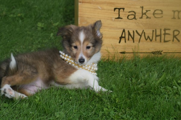 Sheltie (teef) 75547