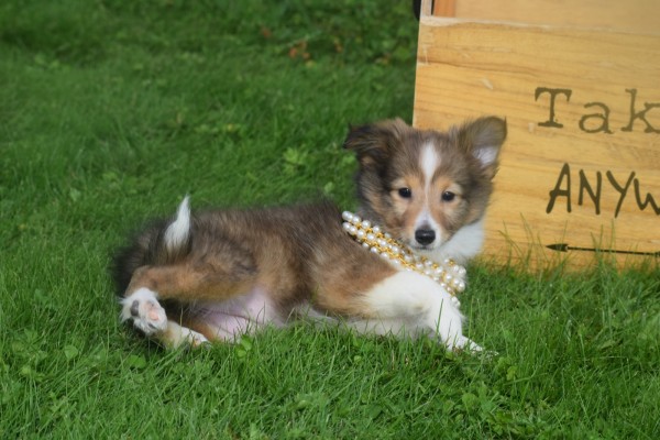 Sheltie (teef) 75547